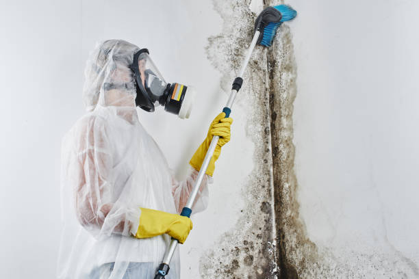 Best Office Mold Removal Services  in Elkin, NC
