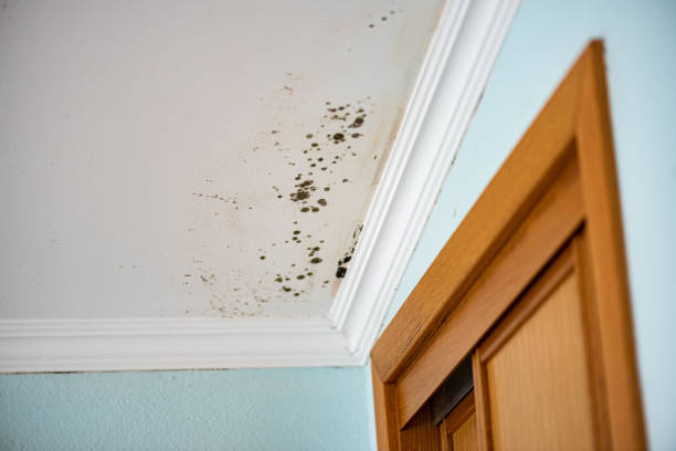 Attic Mold Removal in Elkin, NC