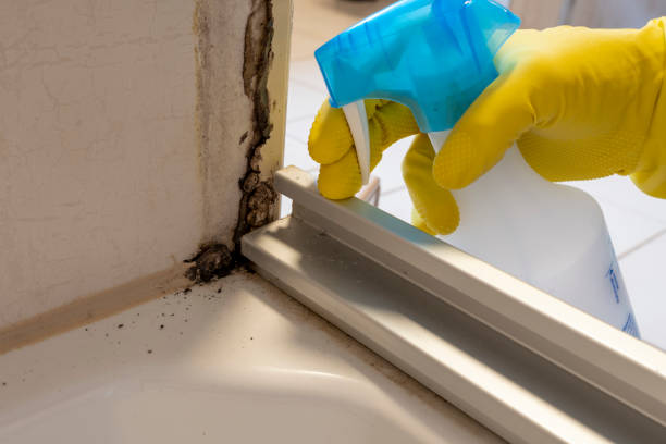Trusted Elkin, NC Mold Removal Experts