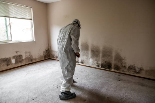 Best Attic Mold Removal  in Elkin, NC