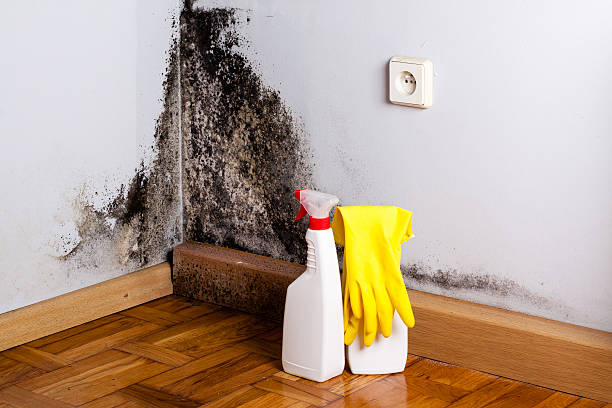 Best Emergency Mold Removal  in Elkin, NC