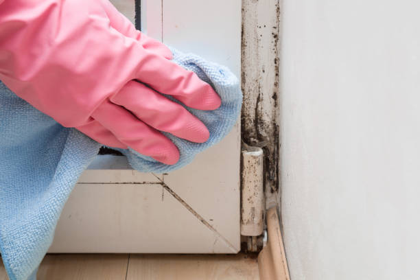 Best Local Mold Removal Service  in Elkin, NC