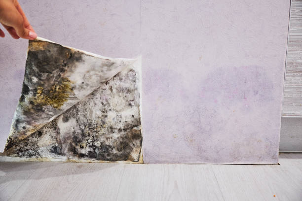 Best Certified Mold Removal  in Elkin, NC